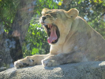 Close-up of lioness yawning while sitting on rock