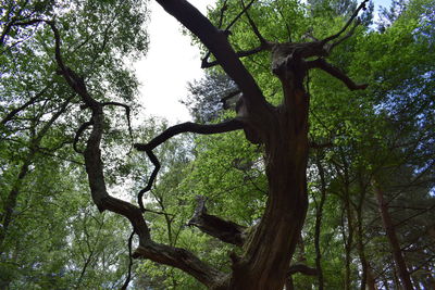 Low angle view of trees in forest against sky