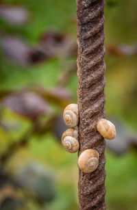 Close-up of snails on metal