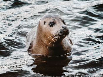 Close-up of seal in the thames