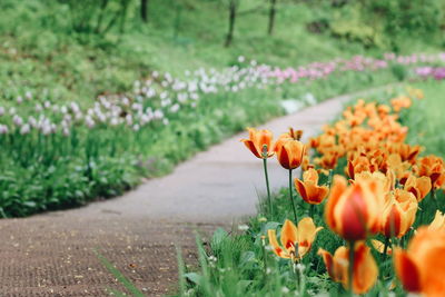 Close-up of flowering plants at park