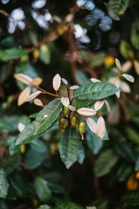 Close-up of fresh leaves on plant