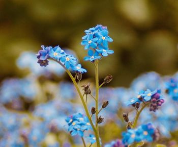 Close-up of purple flowering plant