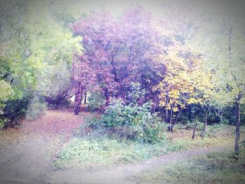 Trees on landscape during autumn