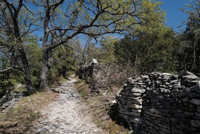 Footpath amidst trees in forest