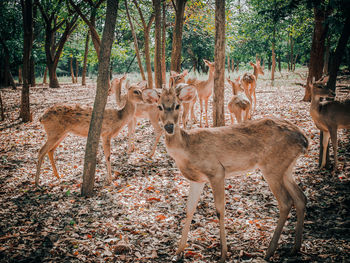 View of deer in forest