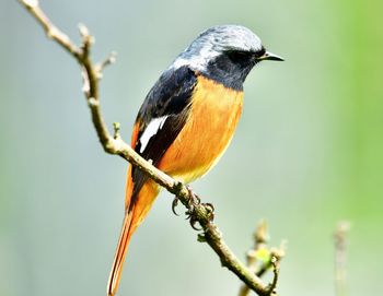 Close-up of bird perching on branch