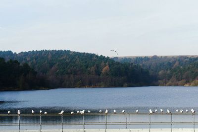 Birds flying over lake against sky