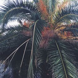 Low angle view of palm tree against sky