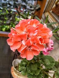 Close-up of orange flower in pot