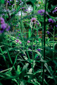 Close-up of purple flowering plants on land