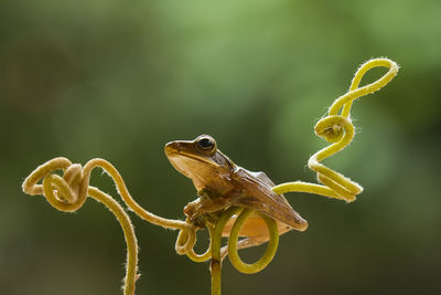 Tree frog on unique tendril