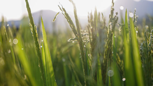 Close-up of dew on grass