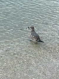High angle view of seagull flying over lake