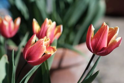 Close-up of pink tulips