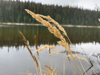 Close-up of plant during winter