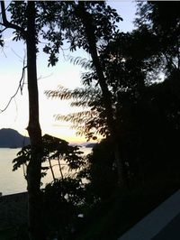 Trees by sea against sky during sunset