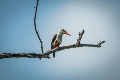 Grey-headed kingfisher perched on branch looking down
