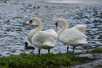 Swans swimming on lake