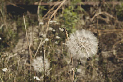 Close-up of dandelion