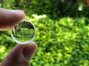 Cropped hand holding lens against plants