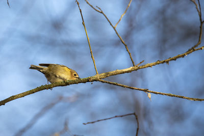 A low angle view of a goldcrest perched on a branch.