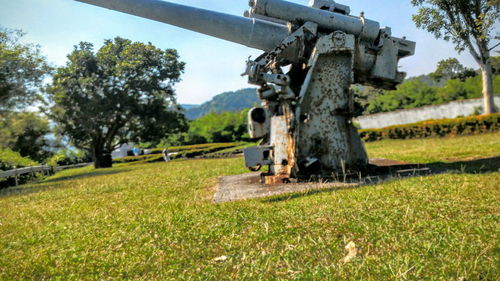 Trees on grassy field