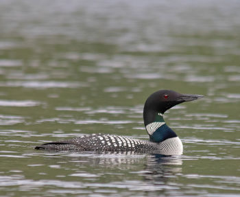 Close-up of duck swimming in lake