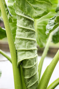 Close-up of fresh green leaf