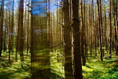 Sunlight streaming through trees in forest