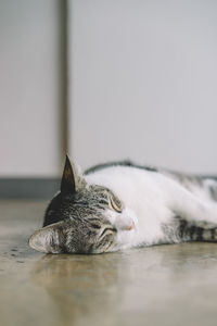 Surface level view of cat sleeping on floor