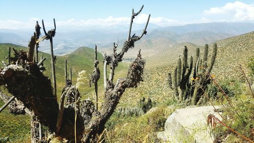 Cactus growing on field against sky