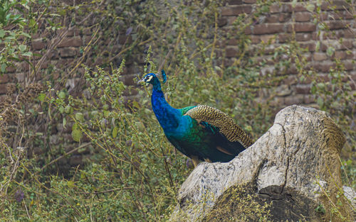 An image of a male peacock, mor sitting on a tree stump