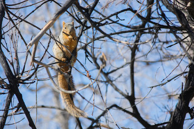 Close-up of squirrel perching on bare tree against sky