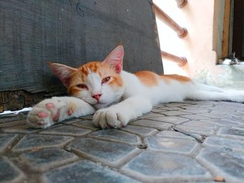 Portrait of cat resting on footpath