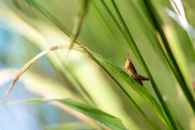 Close-up of insect on leaves