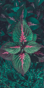 High angle view of fresh green plant