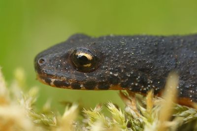 Detailed closeup on a terrestrial blue to black european alpine newt ichthyosaura alpestris