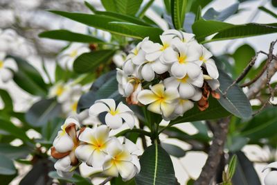 Close-up of white flowering plant