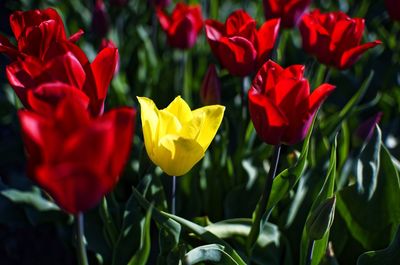 Close-up of red tulips in field