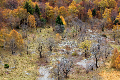 High angle view of trees growing on field during autumn