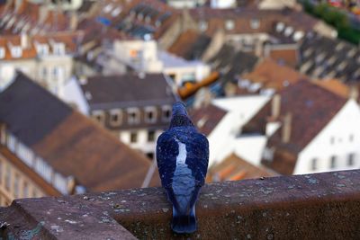 High angle view of pigeon perching on roof