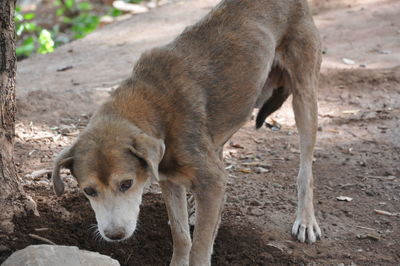 View of a dog on field