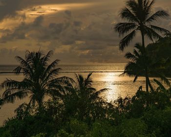 Palm trees by sea against sky at sunset