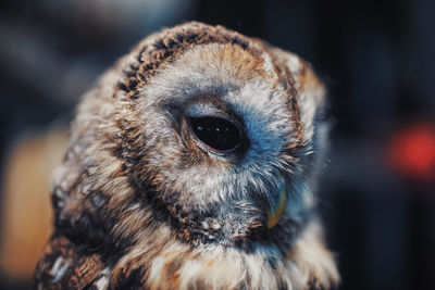 Close-up portrait of owl
