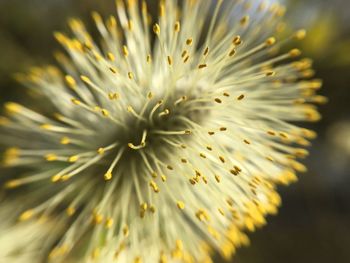 Close-up of yellow flowering plant