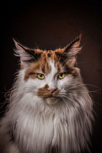 Close-up portrait of maine coon cat against black background