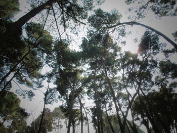 Low angle view of trees against sky