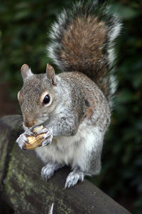 Close-up of squirrel