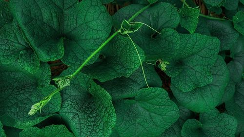 Full frame shot of green leaves